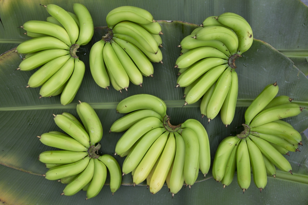 【体験予告】牛窓TARIでバナナ狩りを3月以降にスタート予定｜自社農園で育てる国産バナナ