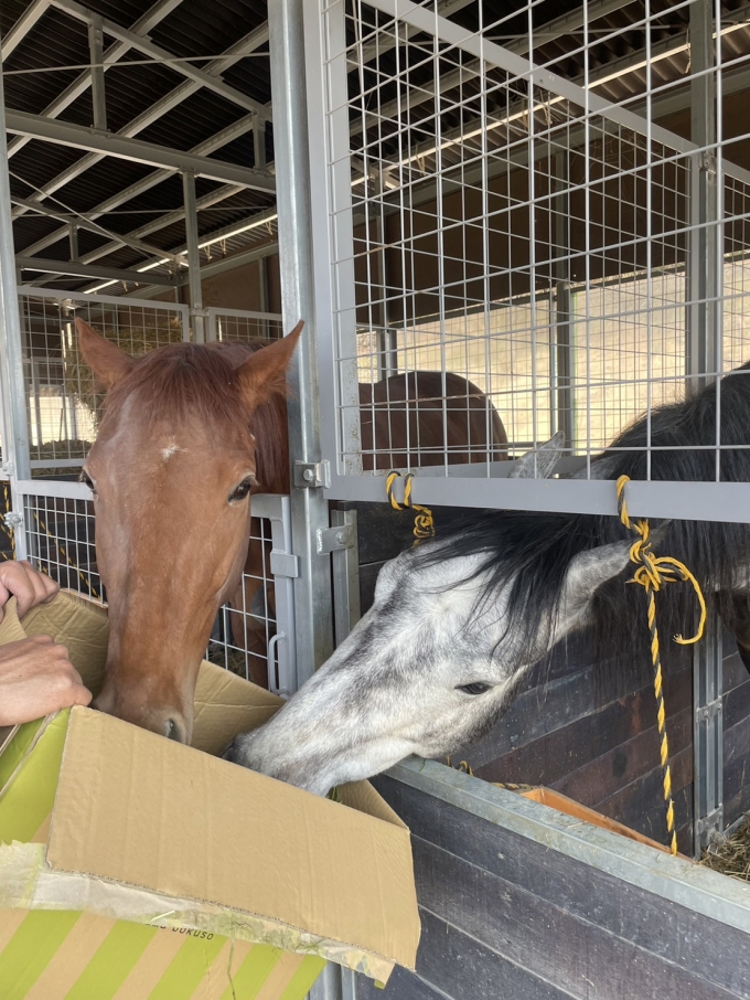 近所に馬のふれあい体験スポットができました！